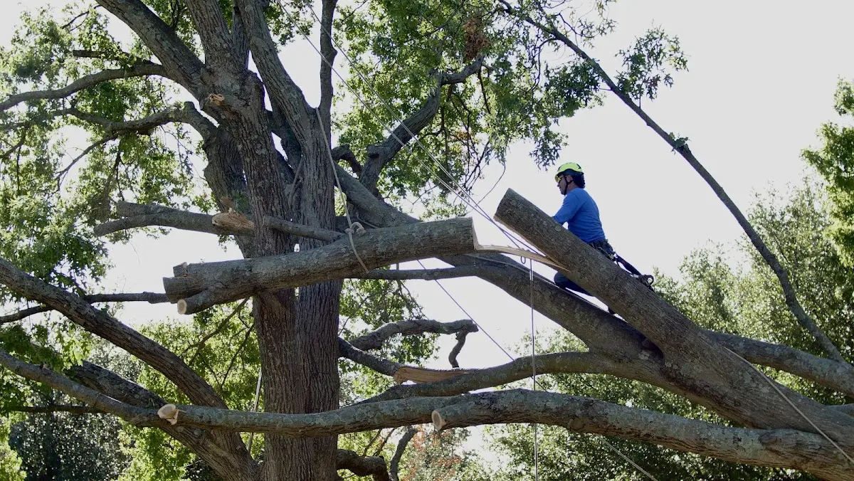 Professional Hazardous Tree Removal performed by certified arborists in Groom