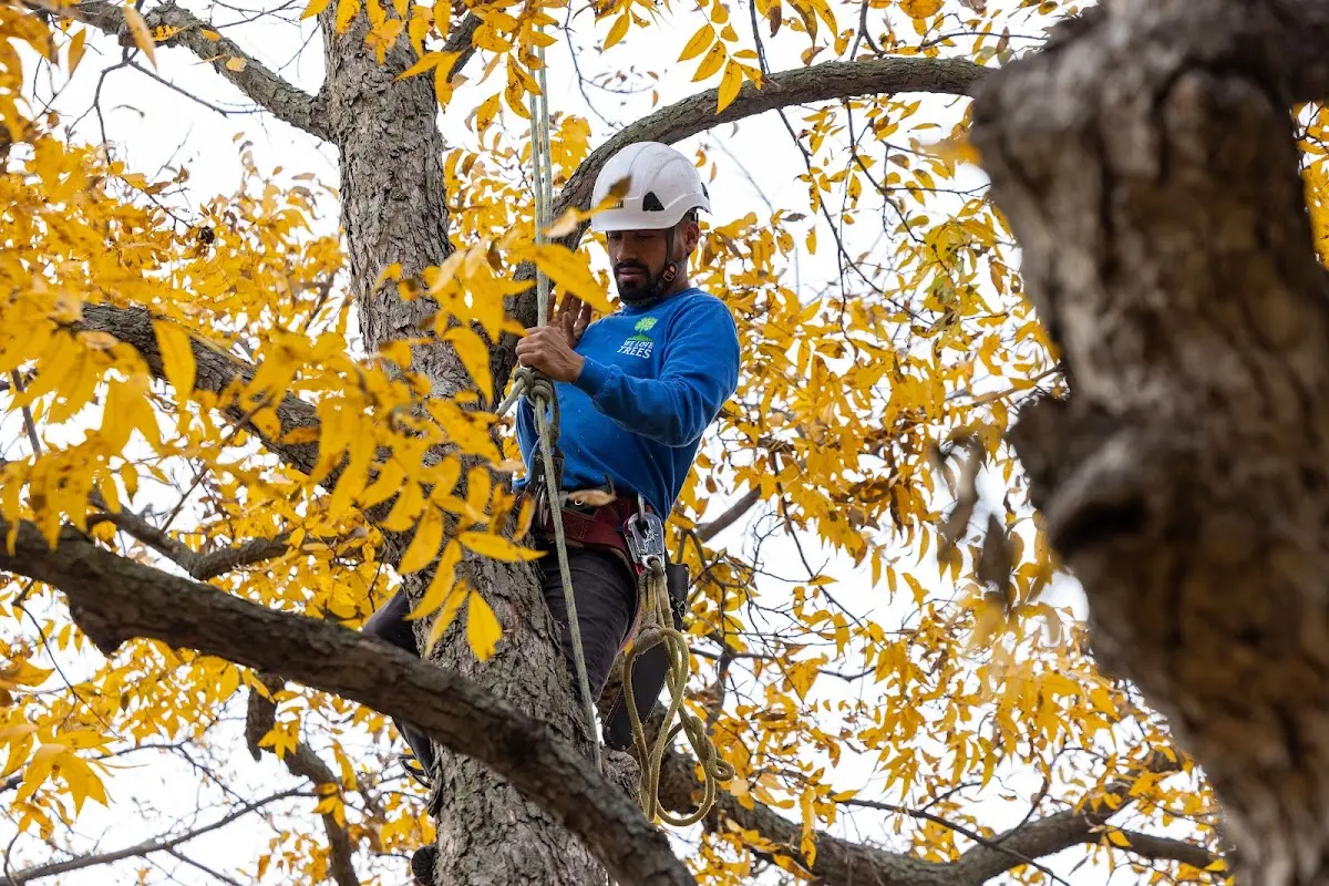 Skilled Emergency Tree Service crew working in Groom